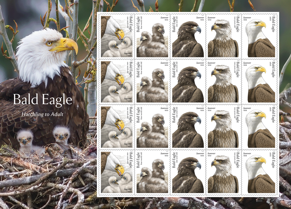 2026 Bald Eagle Hatchling to Adult Stamps | Tool Stamps US Postage Stamps