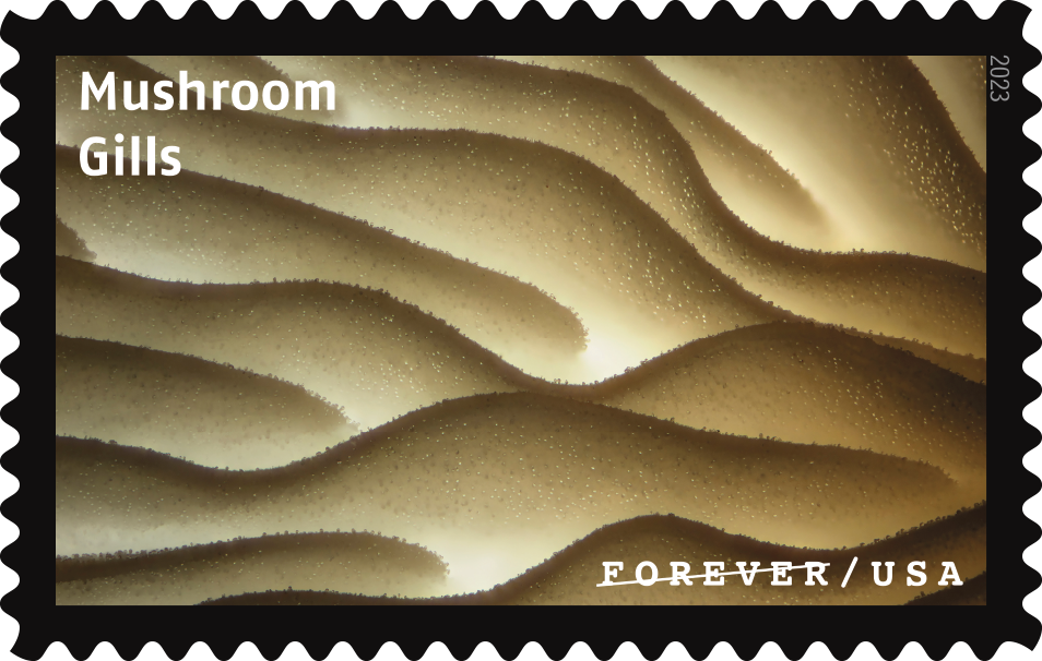 2023 Life Magnified Stamps | Tool Stamps US Postage Stamps