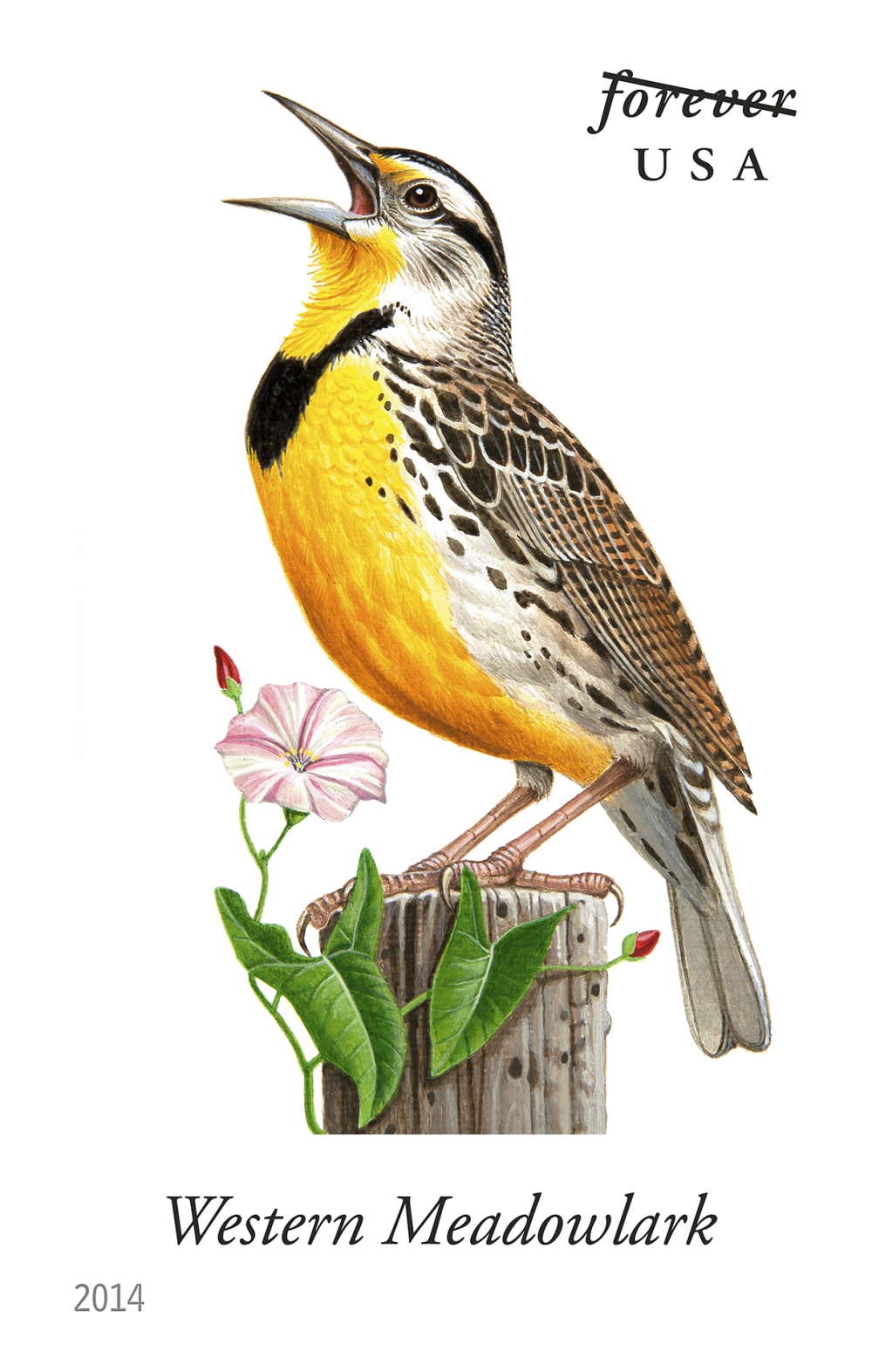 2014 Song Birds Stamps | Tool Stamps US Postage Stamps
