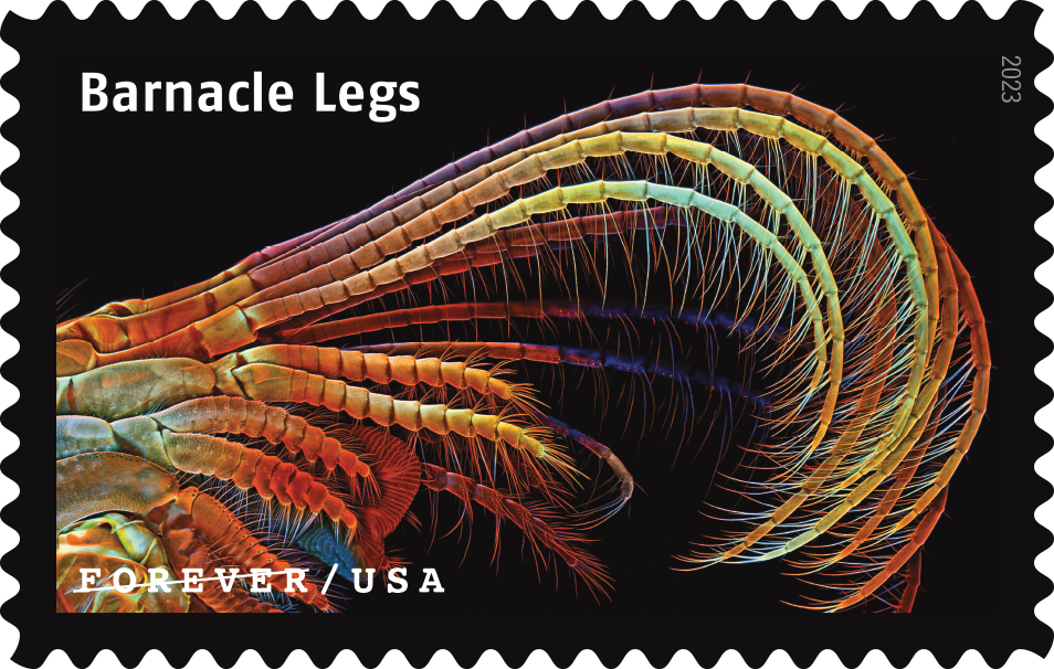 2023 Life Magnified Stamps | Tool Stamps US Postage Stamps