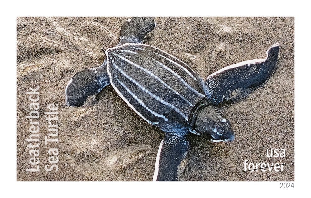 2024 Protect Sea Turtles Stamps | Tool Stamps US Postage Stamps
