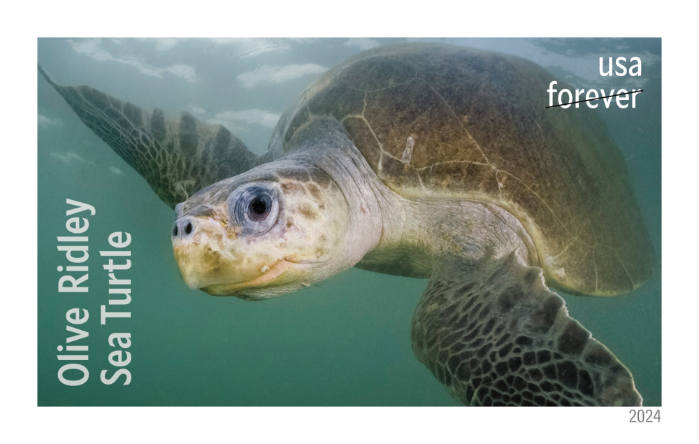 2024 Protect Sea Turtles Stamps | Tool Stamps US Postage Stamps